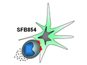 SFB854